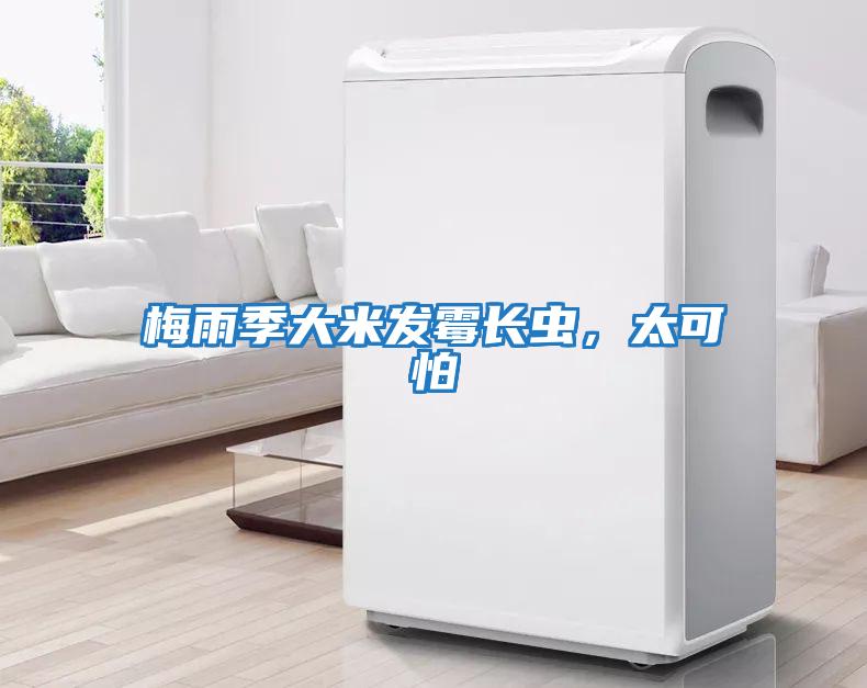 梅雨季大米發霉長蟲，太可怕